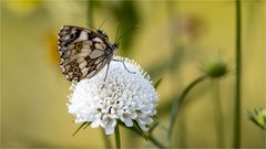 Schachbrettfalter mit Passagier