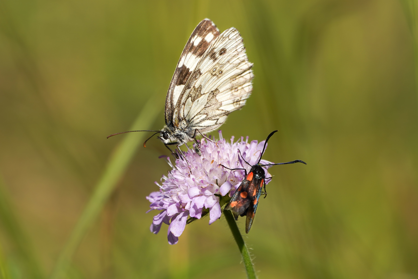 Schachbrettfalter mit Widderchen