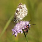 Schachbrettfalter mit Widderchen