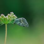 Schachbrettfalter morgens in der Wiese