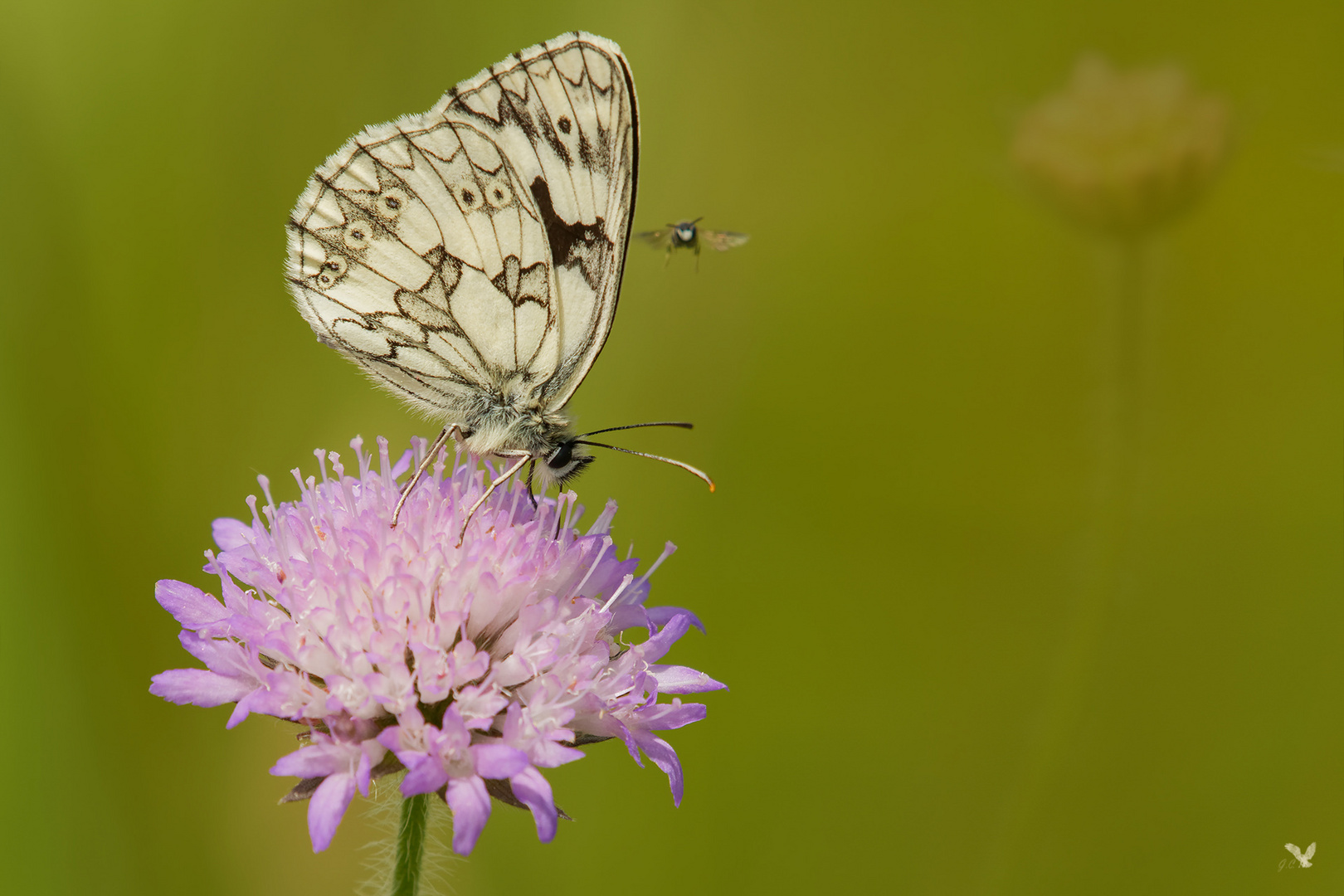 Schachbrettfalter, oder auch Damenbrettfalter (Melanargia galathea)....