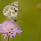 Schachbrettfalter, oder auch Damenbrettfalter (Melanargia galathea)....