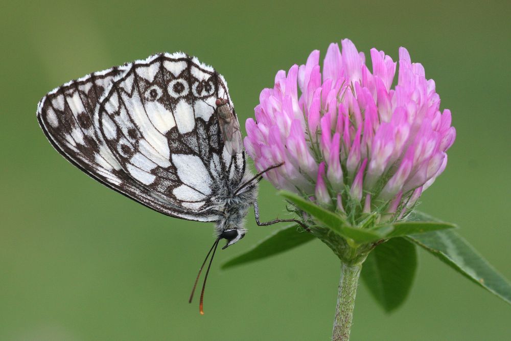 Schachbrettfalter oder Marbled White (Melanargia galathea)