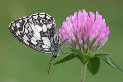 Schachbrettfalter oder Marbled White (Melanargia galathea)