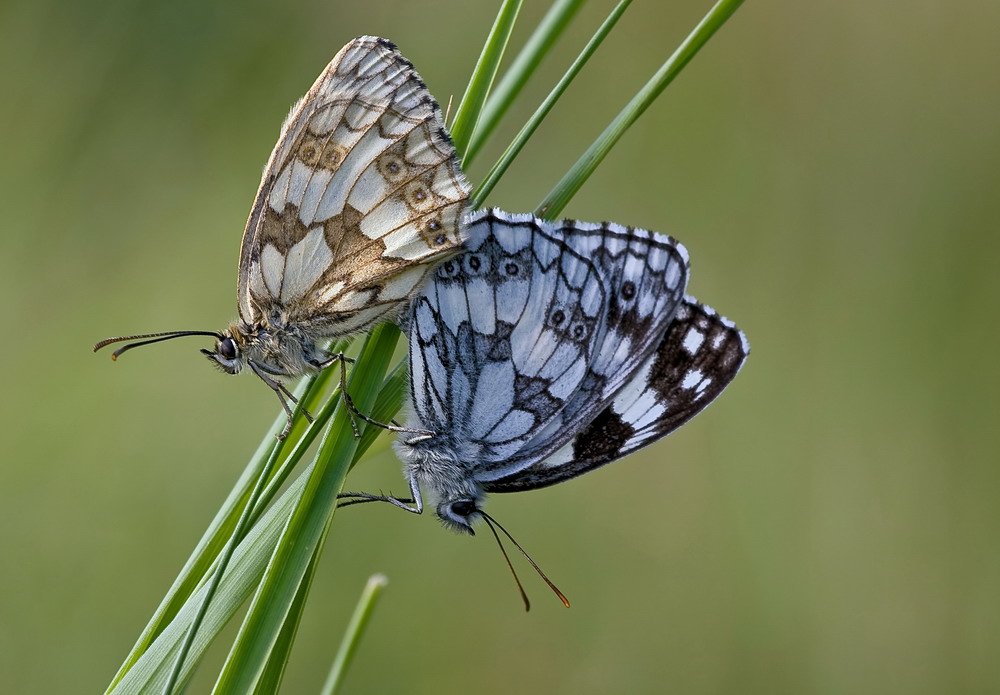 Schachbrettfalter Paarung