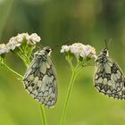 Schachbrettfalter Pärchen 