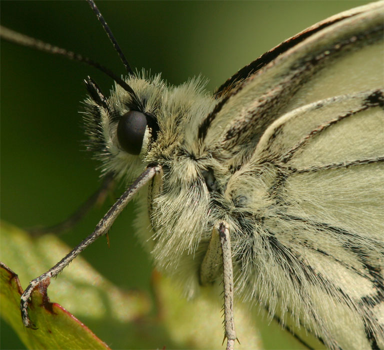 Schachbrettfalter-Portrait