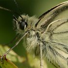 Schachbrettfalter-Portrait