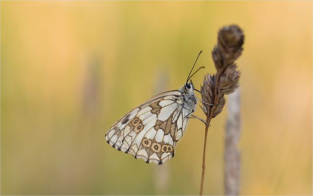 *Schachbrettfalter & Schlafplatz*