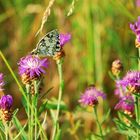 Schachbrettfalter und Flockenblumen passen einfach wunderbar zusammen