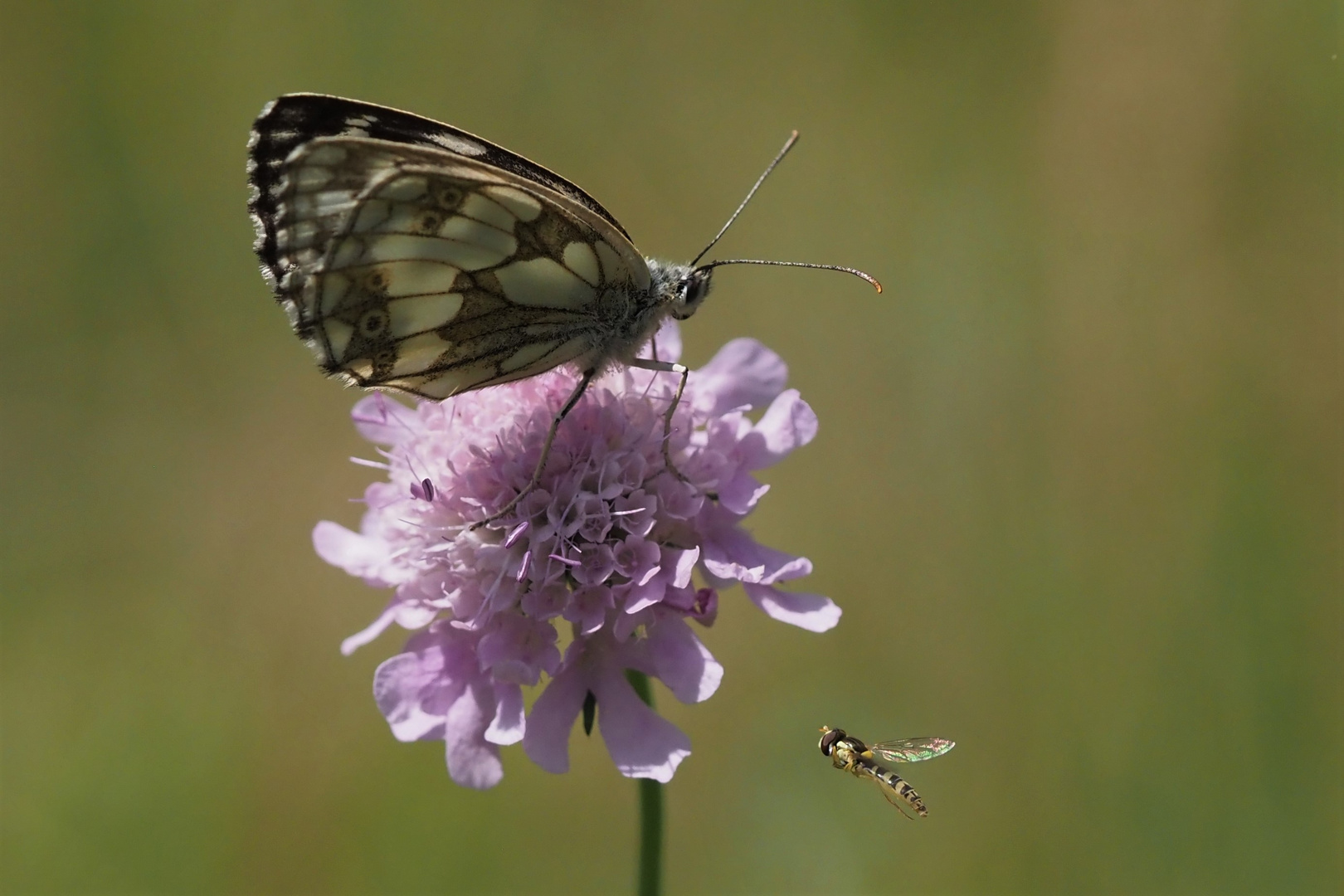 Schachbrettfalter und Schwebfliege