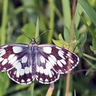 Schachbrettfalter vom 16.07. 2021..Osterzgebirge