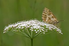 Schachbrettfalter vom letzten Sommer