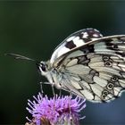 Schachbrettfalter von der Seite