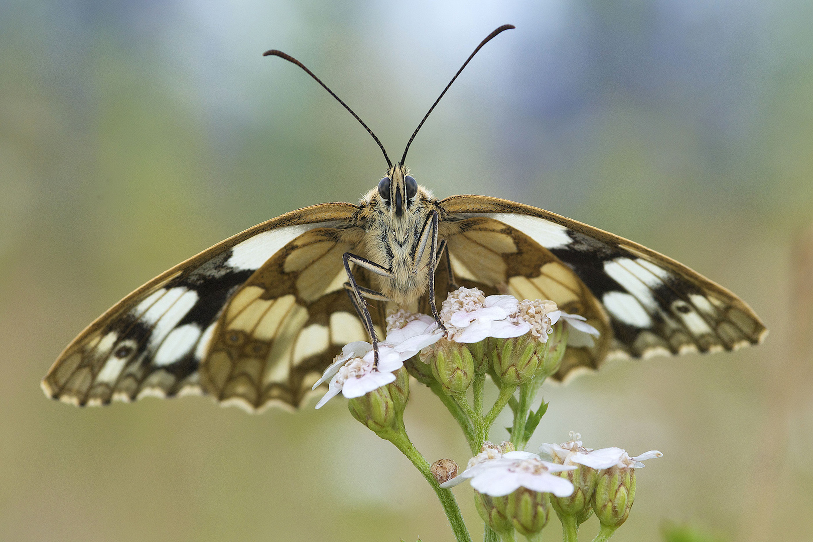 Schachbrettfalter (W) / Melanargia galathea (ND)