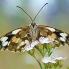 Schachbrettfalter (W) / Melanargia galathea (ND)