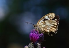 Schachbrettfalter-Weibchen?