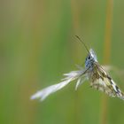 Schachbrettfalter Weibchen