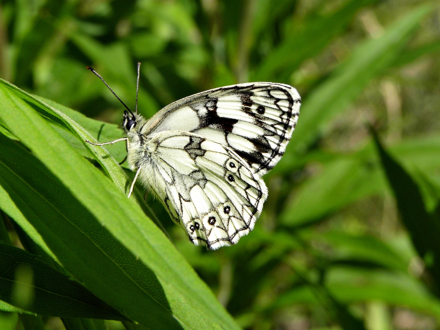 Schachbrettfalter(Melanargia galathea).....