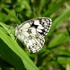 Schachbrettfalter(Melanargia galathea).....