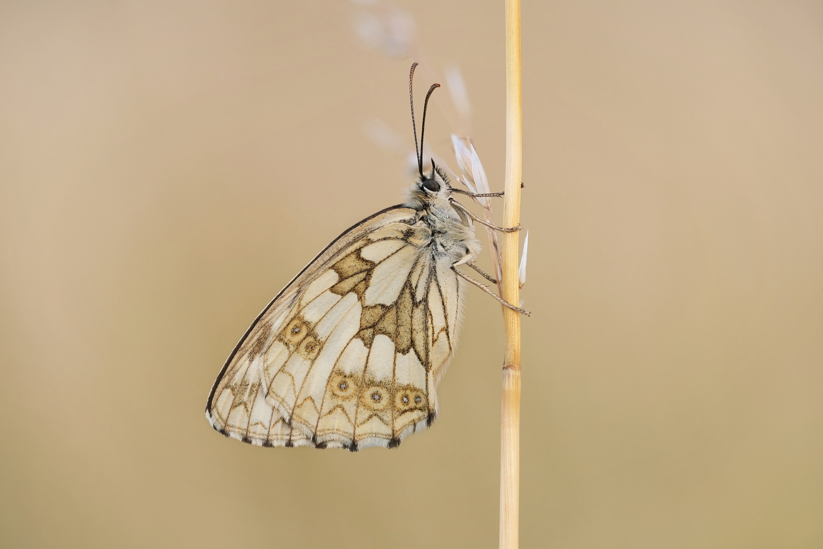 Schachbrettfalterweibchen