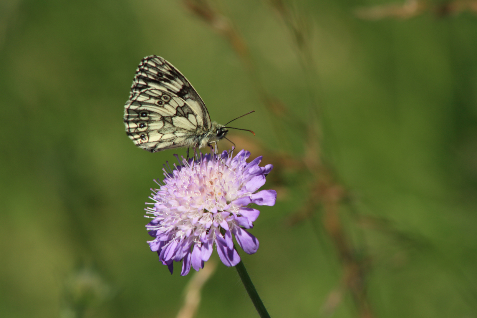 Schachbrettschmetterling