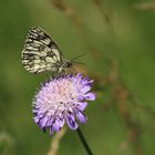 Schachbrettschmetterling