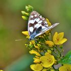 Schachbrettschmetterling