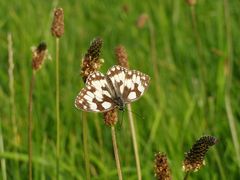 Schachbrettschmetterling