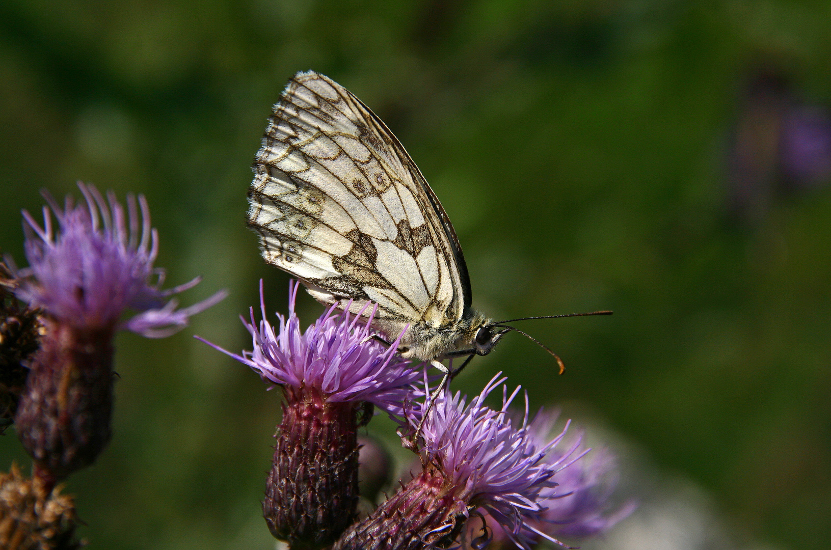 Schachbrettschmetterling auf Distel