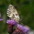 Schachbrettschmetterling auf Distel