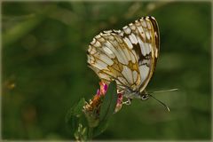 Schachbrettschmetterling