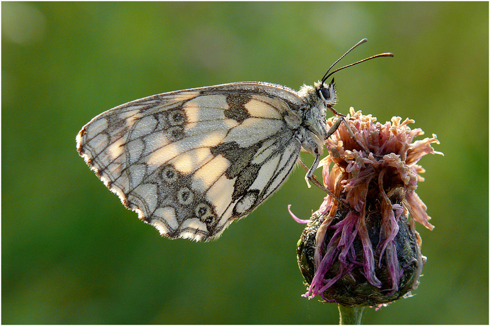 "Schachbrettschmetterling"