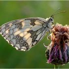 "Schachbrettschmetterling"