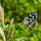 Schachbrettschmetterling ruht sich endlich aus