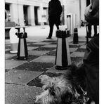 schach_hund