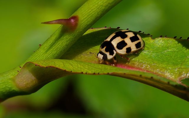 SCHACHMATT BLATTLAUS! - DER SCHACHBRETT- MARIENKÄFER ZIEHT ZUERST