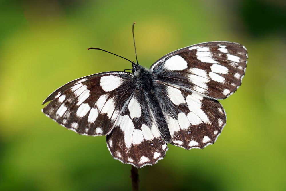 Schachmatt (Melanargia galathea)  für Deutschland :-( 