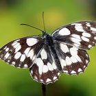 Schachmatt (Melanargia galathea)  für Deutschland :-( 