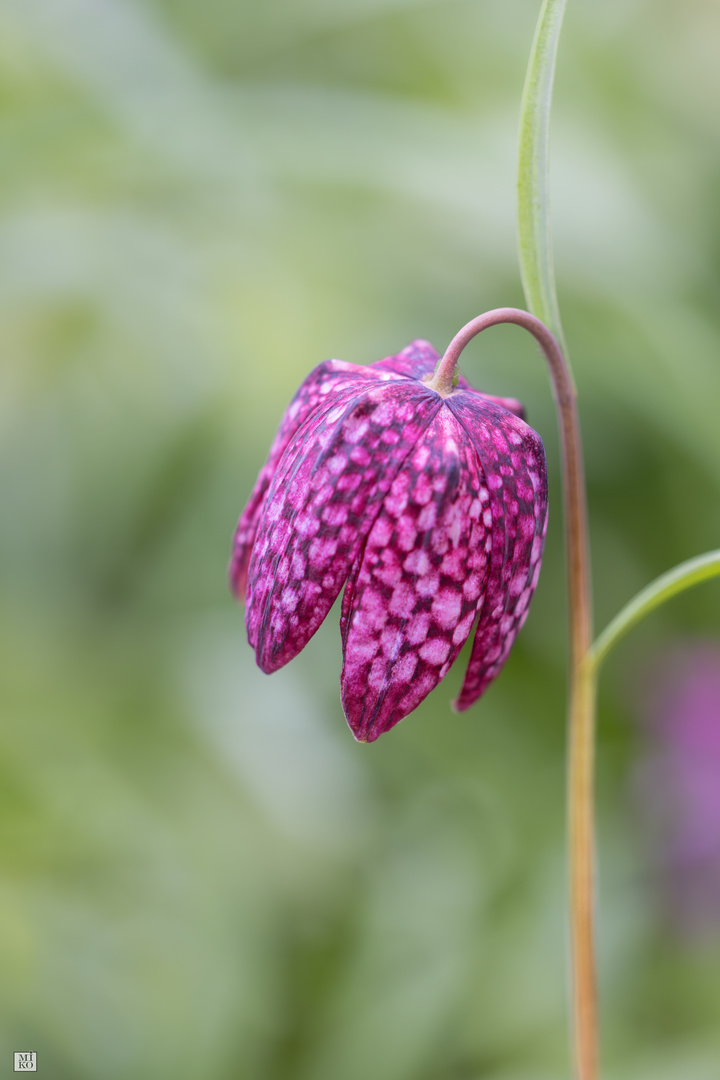 Schachrettblume, Schönheit in Nachbarsgarten