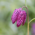 Schachrettblume, Schönheit in Nachbarsgarten