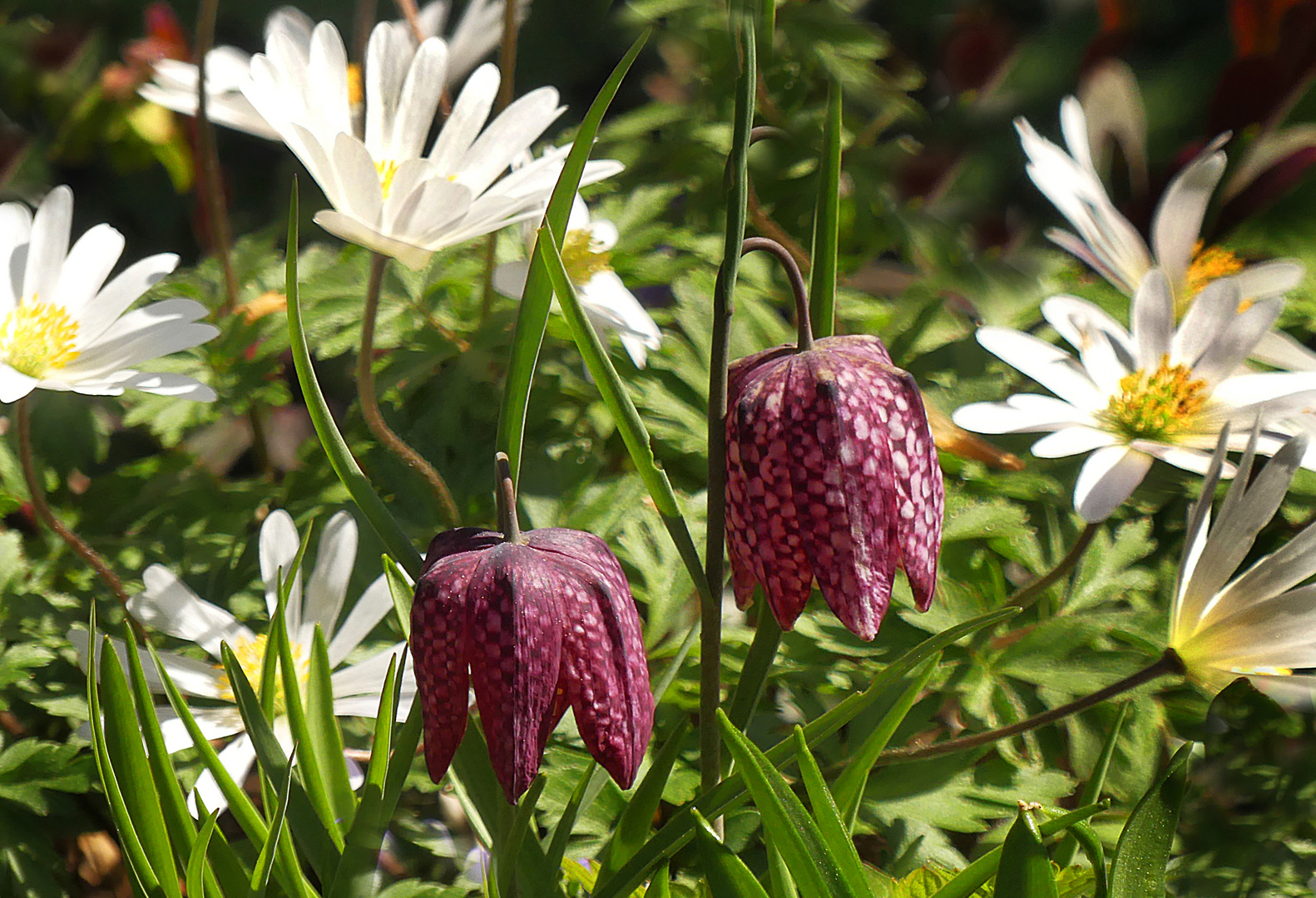 Schachspiel mit Anemonen