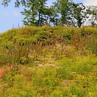 Schacht Grube Anna (Stolleneingang war im Tal) Kreuztal-Littfeld 1