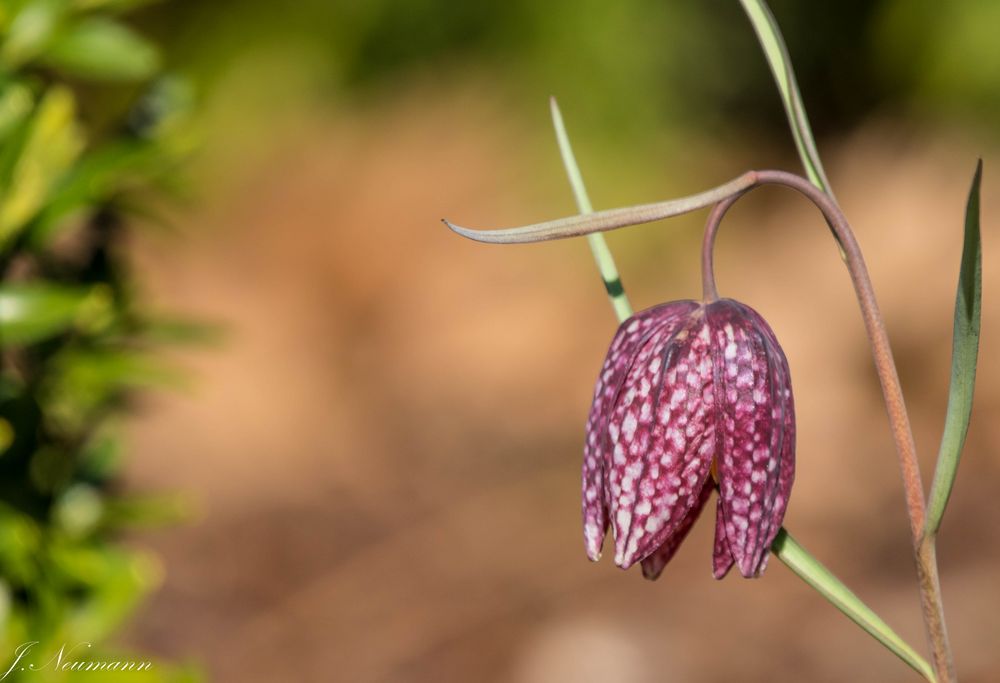 Schachtbrettblume