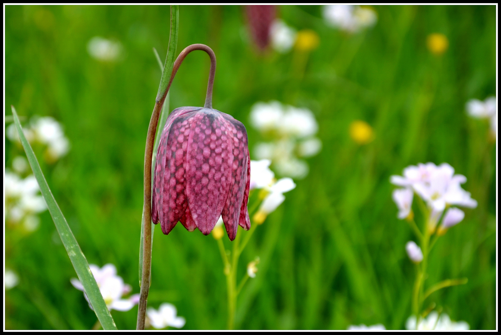 Schachtbrettblume