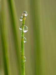 Schachtelhalm mit Wassertropfen 01