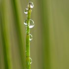 Schachtelhalm mit Wassertropfen 01