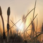 Schachtelhalme in der Abendsonne