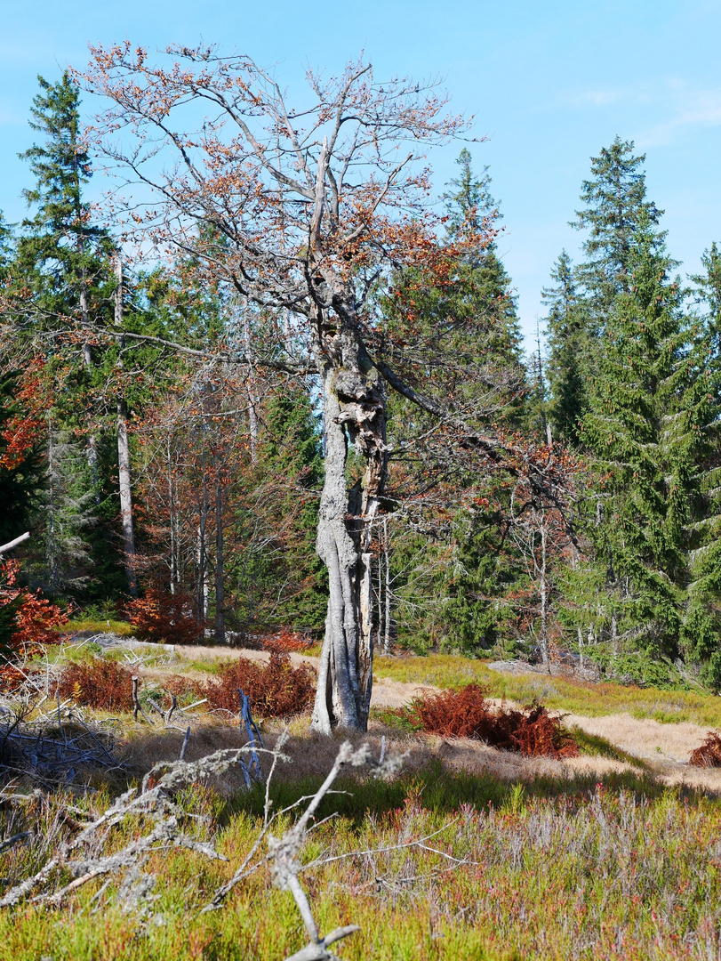 Schachten im Herbst 