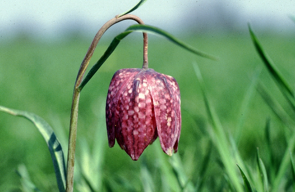 Schachtulpe in der Elbmarsch - Schleswig-Holstein